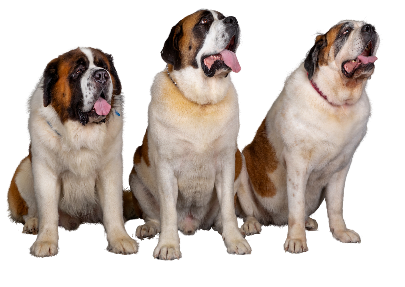 Picture of 3 St Bernard Dogs