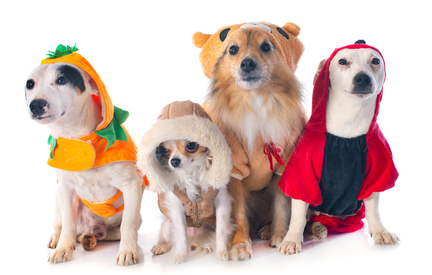 Picture of 4 dogs - dressed up